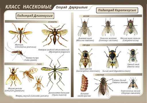 На фото описано про мошек